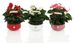 Anthurium Multicouleur En Cache-Pot Céramique Ton Sur Ton, H.30 Cm, Diam.17 Cm