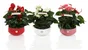 Anthurium Multicouleur En Cache-Pot Céramique Ton Sur Ton, H.30 Cm, Diam.17 Cm