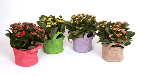 Kalanchoe Multicouleur En Cache-Pot Zinc Ton Sur Ton, H.28 Cm, Diam.15 Cm