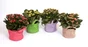 Kalanchoe Multicouleur En Cache-Pot Zinc Ton Sur Ton, H.28 Cm, Diam.15 Cm