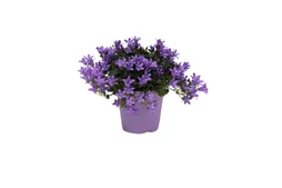 Campanule Massif Bas Blue Planet, H.20 Cm Bleu