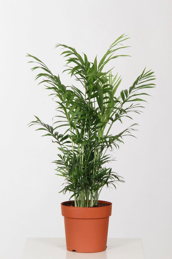 Areca Pot De Ø 17Cm Hauteur A Maturité 120 Cm