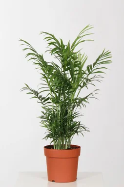 Areca Pot De Ø 17Cm Hauteur A Maturité 120 Cm