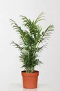 Areca Pot De Ø 17Cm Hauteur A Maturité 120 Cm