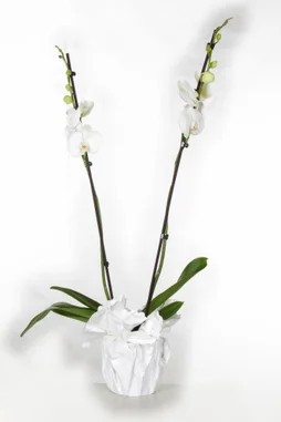 Phalaenopsis Grandiflora 2 Tiges, H.90 Cm, Diam.12 Cm