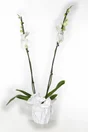 Phalaenopsis Grandiflora 2 Tiges, H.90 Cm, Diam.12 Cm