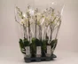 Phalaenopsis Grandiflora 2 Tiges, H.90 Cm, Diam.12 Cm