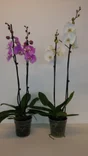 Phalaenopsis Grandiflora 2 Tiges, H.90 Cm, Diam.12 Cm