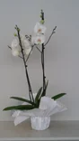 Phalaenopsis Grandiflora 2 Tiges, H.90 Cm, Diam.12 Cm