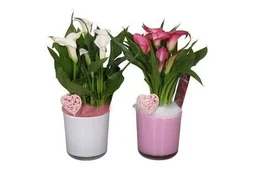 Zantedeschia Massif Bas En Verre, H.40 Cm, Diam.14 Cm