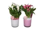 Zantedeschia Massif Bas En Verre, H.40 Cm, Diam.14 Cm