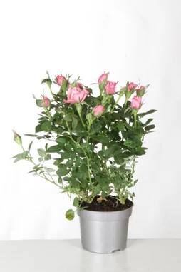 Rosier Buisson Kordana, H.20 Cm Multicolore