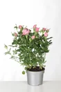 Rosier Buisson Kordana, H.20 Cm Multicolore