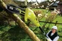 Tronçonneuse Élagueuse Électrique Ryobi Rpp755E, 750 W, Guide De 25 Cm