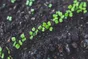 Mon Premier Potager - 3 Rubans De 2M Carottes, Radis Et Laitues À Couper 10 G