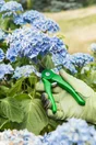 Sécateur à fleurs acier revêtu anti-adhérent, GEOLIA, 16 mm