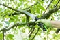 Scie arboricole GEOLIA, lame 350 Mm