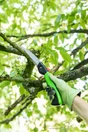 Scie arboricole GEOLIA, lame 180 mm