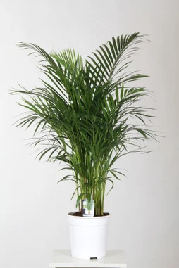 Areca En Pot, H.120 Cm, Diam.24 Cm
