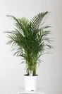 Areca En Pot, H.120 Cm, Diam.24 Cm