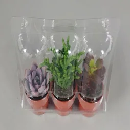 Blister 3 Succulentes , H.20 Cm, Diam.5.5 Cm