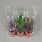 Blister 3 Succulentes , H.20 Cm, Diam.5.5 Cm