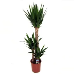Yucca 3 Troncs , H.145 Cm, Diam.24 Cm