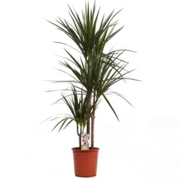 Dracaena Marginata , H.145 Cm, Diam.24 Cm
