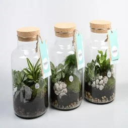 Mix De 3 Plantes En Verre , H.40 Cm, Diam.15 Cm