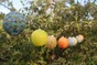 Guirlande Solaire Polka Watt & Home
