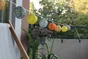 Guirlande Solaire Polka Watt & Home