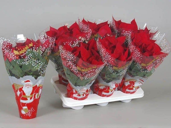 Poinsettia 4 À 5 Fleurs En Pot, Diam. 12 Cm