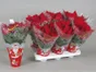 Poinsettia 4 À 5 Fleurs En Pot, Diam. 12 Cm