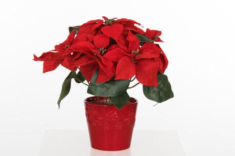 Poinsettia, Cache Pot En Céramique Rouge