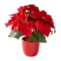 Poinsettia, Cache Pot En Céramique Rouge