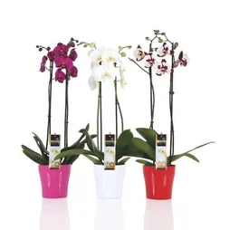 Orchidées 2 Tiges Avec Cache Pot Assorti À La Couleur De La Fleur
