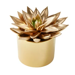 Cactus Peint, Pot Assorti, Diam. 12 Cm