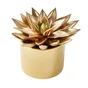Cactus Peint, Pot Assorti, Diam. 12 Cm