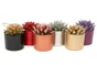 Cactus Peint, Pot Assorti, Diam. 12 Cm