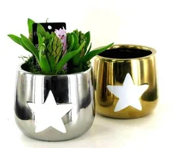 3 Jacinthes Bulbe Bleu, Blanc Ou Rose Avec Pot