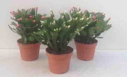 Epiphylium De Noël, Blanc, Rouge Ou Rose Avec Pot, Diam. 13 Cm