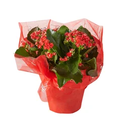 Kalanchoe Rouge Ou Blanc