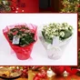 Kalanchoe Rouge Ou Blanc