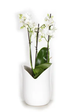 Orchidée 3 Tiges Blanche Avec Pot En Céramique Blanc