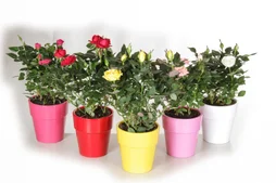 Mini Rosier Avec Pot En Céramique