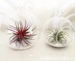 Tillandsia en verre
