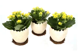 Kalanchoë Jaune En Céramique