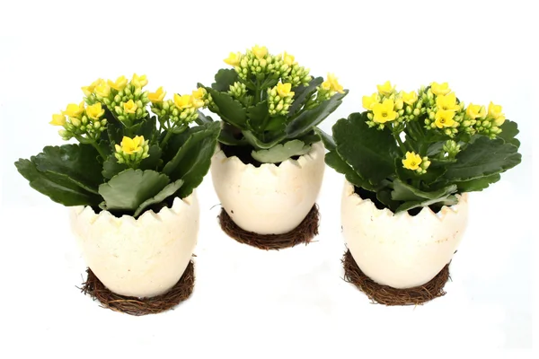 Kalanchoë Jaune En Céramique