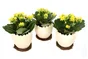 Kalanchoë Jaune En Céramique