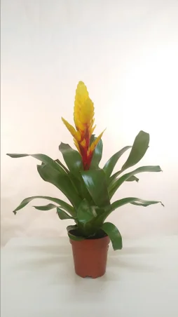 Bromélia Jaune Pot De 12Cm